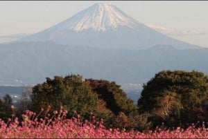 From Tokyo: Mt. Fuji or Hakone Sightseeing Private Day Tour