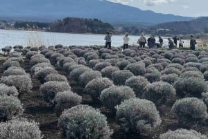 Von Tokio aus: Mt Fuji Private Tour in einem luxuriösen Land Cruiser