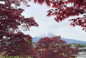 Von Tokio aus: Mt Fuji Private Tour in einem luxuriösen Land Cruiser