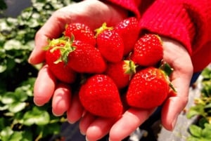 Fra Tokyo: Skiturer på Fuji-fjellet og onsen-opplevelse – dagsomvisning