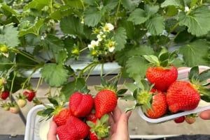 Fra Tokyo: Skiturer på Fuji-fjellet og onsen-opplevelse – dagsomvisning