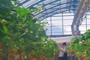 Fra Tokyo: Skiturer på Fuji-fjellet og onsen-opplevelse – dagsomvisning