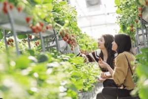 Fra Tokyo: Skiturer på Fuji-fjellet og onsen-opplevelse – dagsomvisning