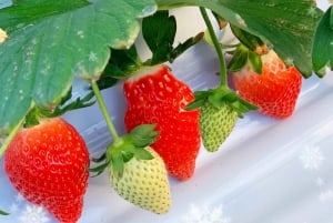 Fra Tokyo: Skiturer på Fuji-fjellet og onsen-opplevelse – dagsomvisning