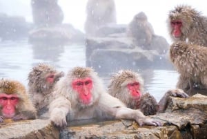 東京／長野発 : プライベート・スノーモンキー・パーク 1日ツアー