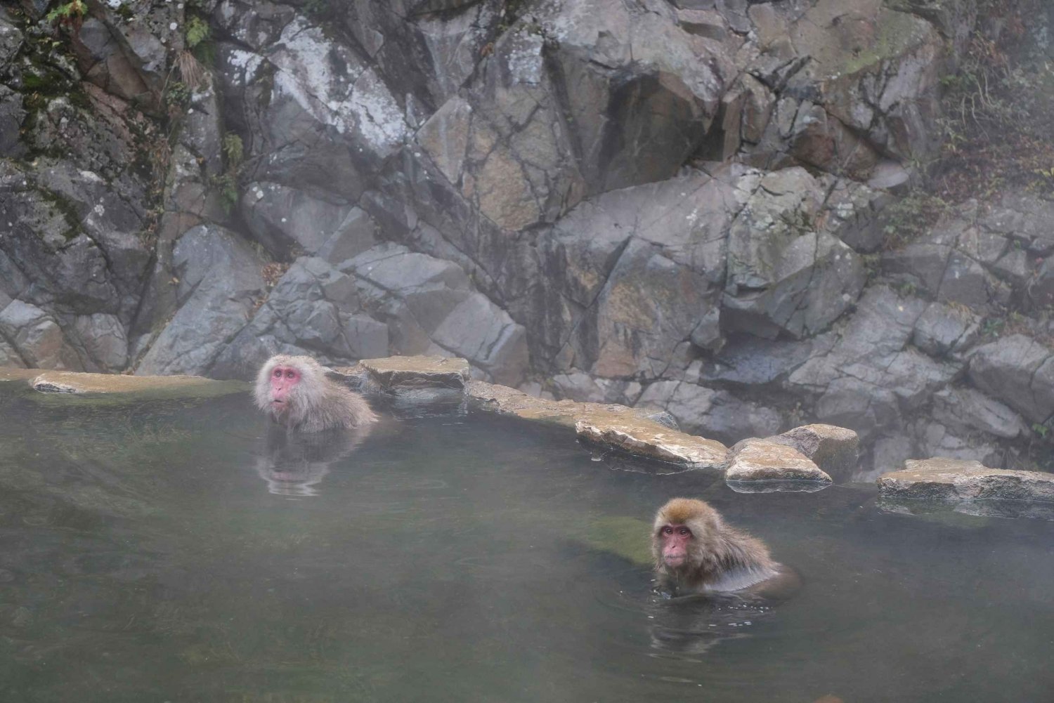 Tóquio: Viagem de um dia ao macaco da neve e ao templo Zenkoji a baixo preço