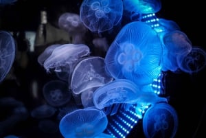 From Tokyo: Numazu Port, Mishima Skywalk, Mt. Fuji View Tour