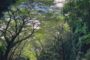 Da Tokyo: tour privato in auto JDM/sportiva al Monte Fuji e Hakone