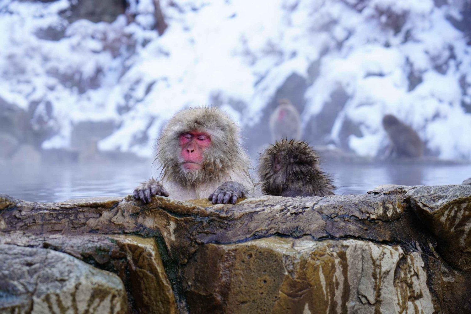 From Tokyo: Private Nagano Tour with Zenkoji & Snow Monkeys