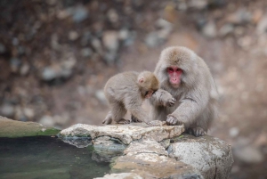 From Tokyo: Private Nagano Tour with Zenkoji & Snow Monkeys