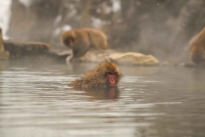 From Tokyo: Private Nagano Tour with Zenkoji & Snow Monkeys