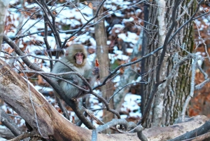 From Tokyo: Private Nagano Tour with Zenkoji & Snow Monkeys