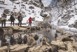 From Tokyo: Private Tour Snow Monkey Park & Zenko-ji Temple