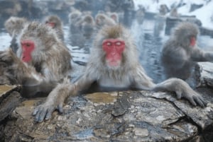 From Tokyo: Private Tour Snow Monkey Park & Zenko-ji Temple