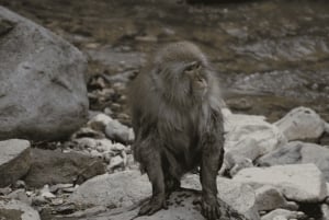 From Tokyo: Private Tour Snow Monkey Park & Zenko-ji Temple