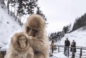 From Tokyo: Private Tour Snow Monkey Park & Zenko-ji Temple