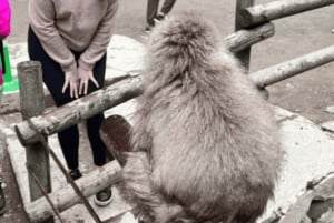 From Tokyo: Private Tour Snow Monkey Park & Zenko-ji Temple