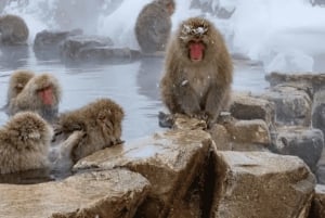 From Tokyo: Private Tour Snow Monkey Park & Zenko-ji Temple