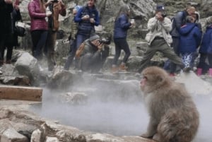 From Tokyo: Private Tour Snow Monkey Park & Zenko-ji Temple