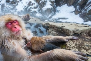 Tokiosta: yksityinen kierros lumimakakkipuistoon ja Zenko-ji-temppeliin