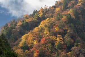 Au départ de Tokyo : visite privée à Fuji/Hakone - Onsen, art, nature