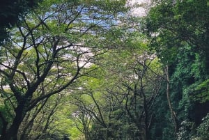 Au départ de Tokyo : visite privée à Fuji/Hakone - Onsen, art, nature