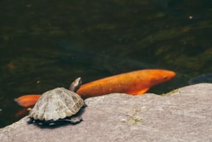 Au départ de Tokyo : visite privée à Fuji/Hakone - Onsen, art, nature