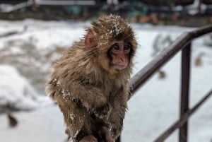 Da Tokyo: tour di 1 giorno delle scimmie delle nevi con pranzo di manzo Sukiyaki