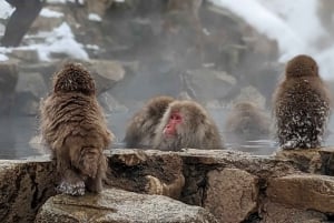 Da Tokyo: tour di 1 giorno delle scimmie delle nevi con pranzo di manzo Sukiyaki