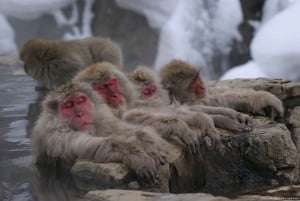 Da Tokyo: tour di 1 giorno delle scimmie delle nevi con pranzo di manzo Sukiyaki