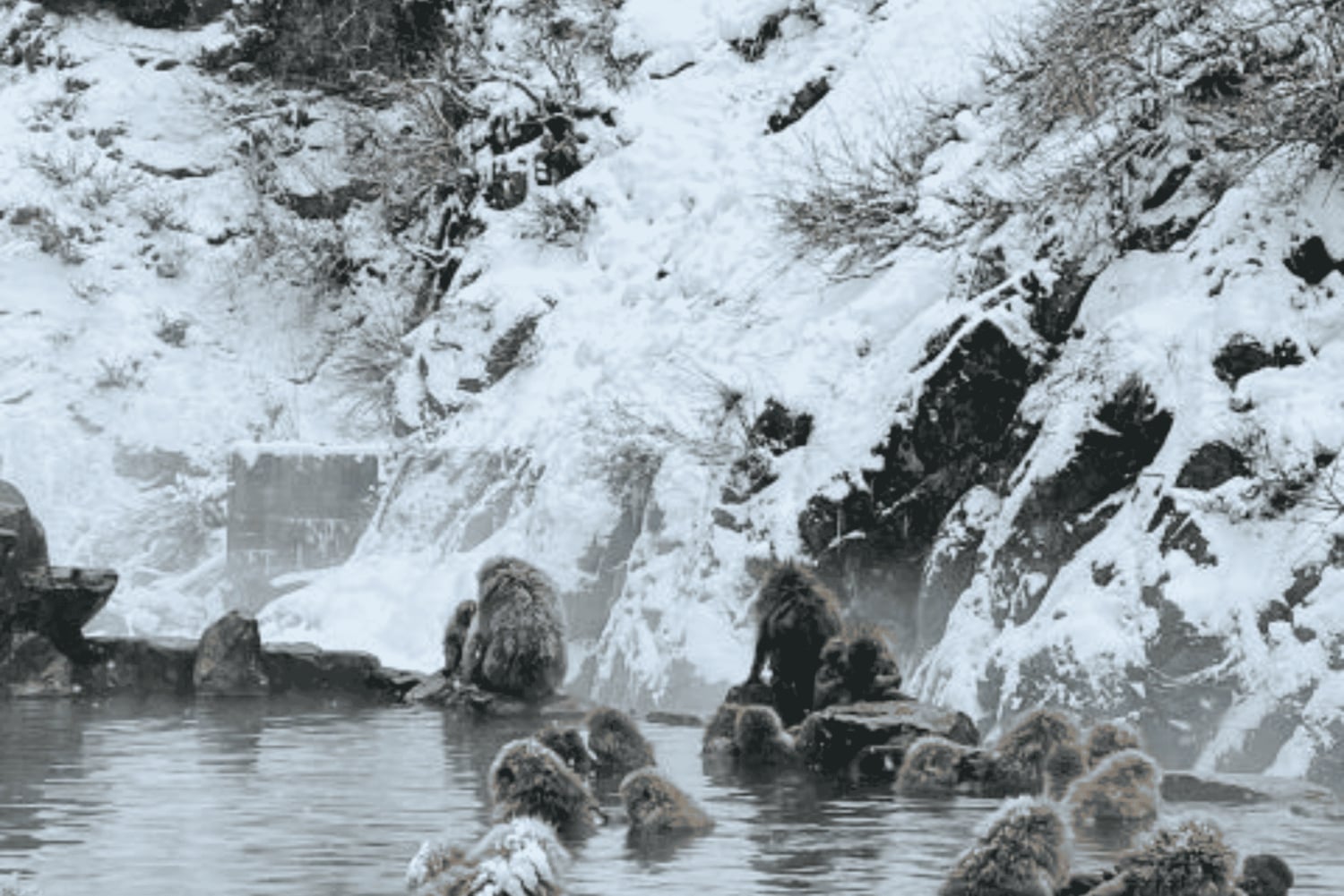 From Tokyo: Snow Monkey Park and Miso Production Day Tour