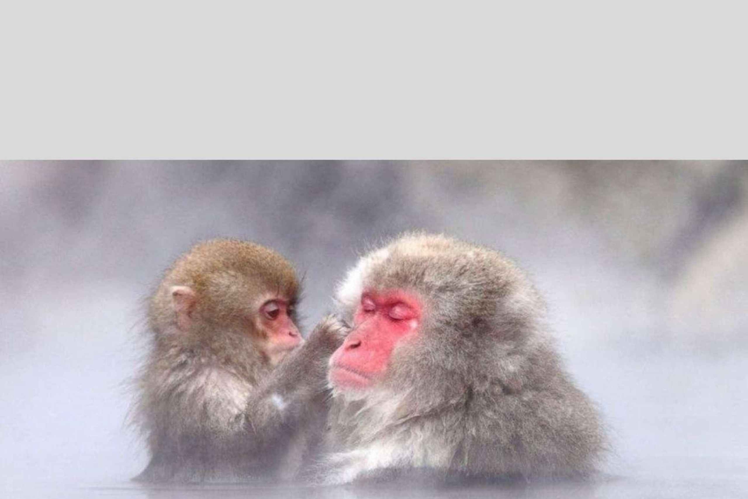 From Tokyo: Snow Monkey Park and Miso Production Day Tour