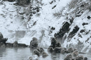 From Tokyo: Snow Monkey Park and Miso Production Day Tour