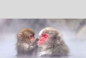 From Tokyo: Snow Monkey Park and Miso Production Day Tour