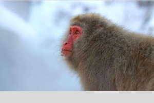 From Tokyo: Snow Monkey Park and Miso Production Day Tour
