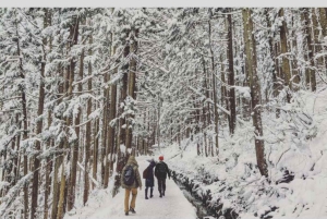 From Tokyo: Snow Monkey Park and Miso Production Day Tour