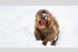From Tokyo: Snow Monkey Park and Miso Production Day Tour