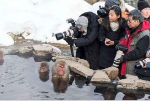 From Tokyo: Snow Monkey Park and Miso Production Day Tour