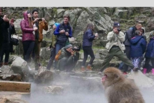 From Tokyo: Snow Monkey Park and Miso Production Day Tour