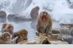 From Tokyo: Snow Monkey Park and Miso Production Day Tour