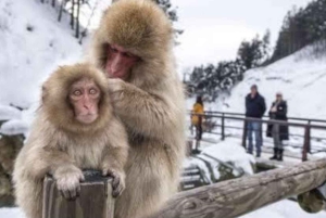 From Tokyo: Snow Monkey Park and Miso Production Day Tour