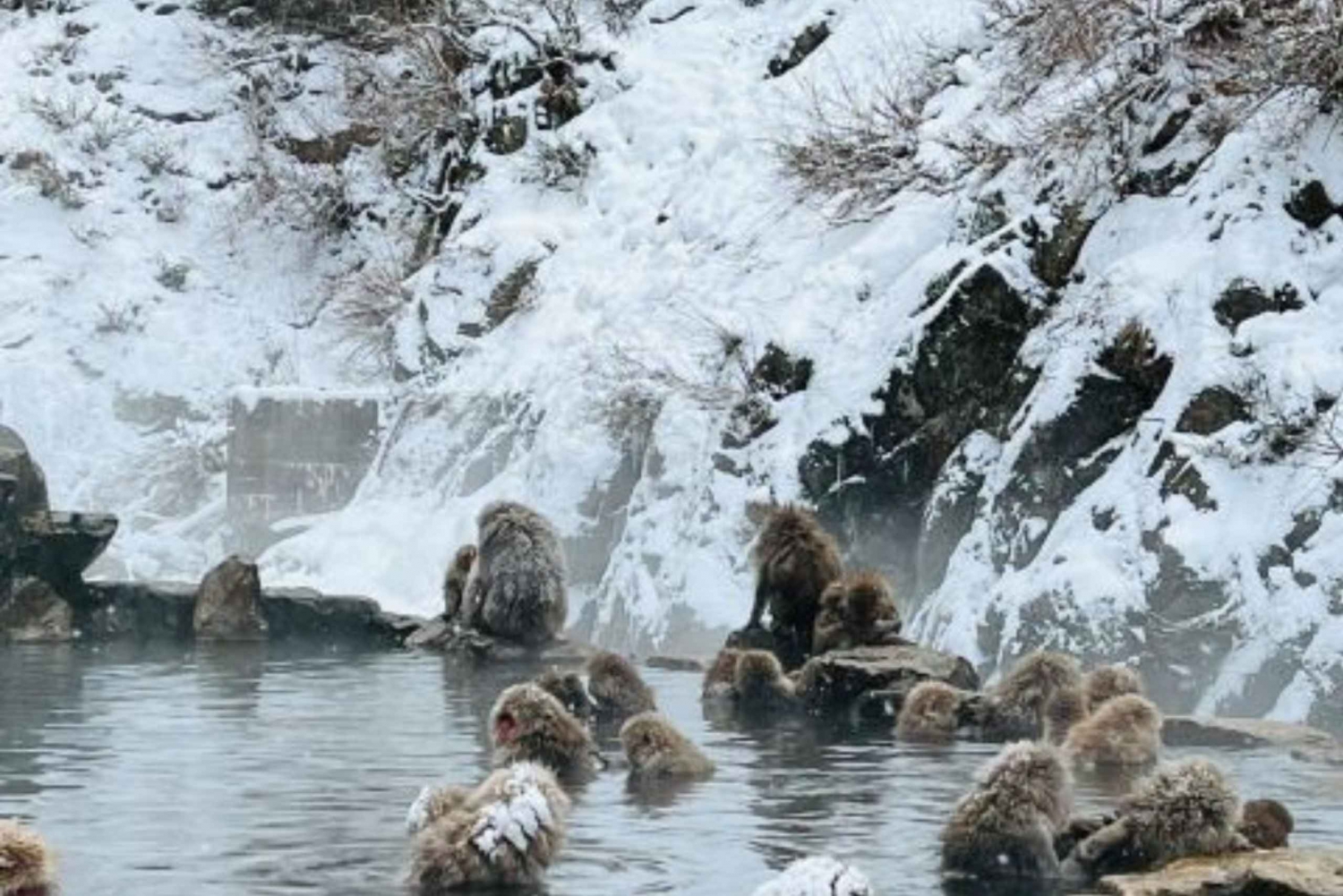 From Tokyo: Snow Monkey Park and Miso Production Day Tour