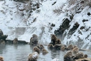 東京発：スノーモンキーパークと味噌製造日帰りツアー