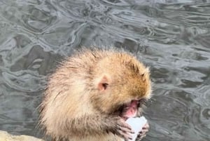 東京発：スノーモンキーパークと味噌製造日帰りツアー