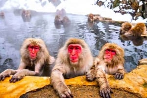 東京発：スノーモンキーパークと味噌製造日帰りツアー