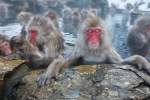 東京発：スノーモンキーパークと味噌製造日帰りツアー