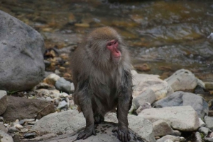 東京発：スノーモンキーパークと味噌製造日帰りツアー