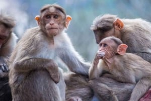 東京発：スノーモンキーパークと味噌製造日帰りツアー