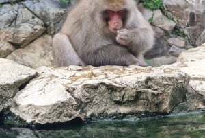 Desde Tokio: tour privado personalizado de un día para ver monos de nieve.