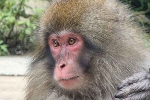 Desde Tokio: tour privado personalizado de un día para ver monos de nieve.